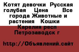 Котят девочки “Русская голубая“ › Цена ­ 0 - Все города Животные и растения » Кошки   . Карелия респ.,Петрозаводск г.